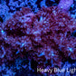 Nepthea - Soft Coral WYSIWYG 5cm Nepthea - Soft Coral WYSIWYG 5cm Soft Coral Nepthea - Soft Coral WYSIWYG 5cm Zeo Box Reef