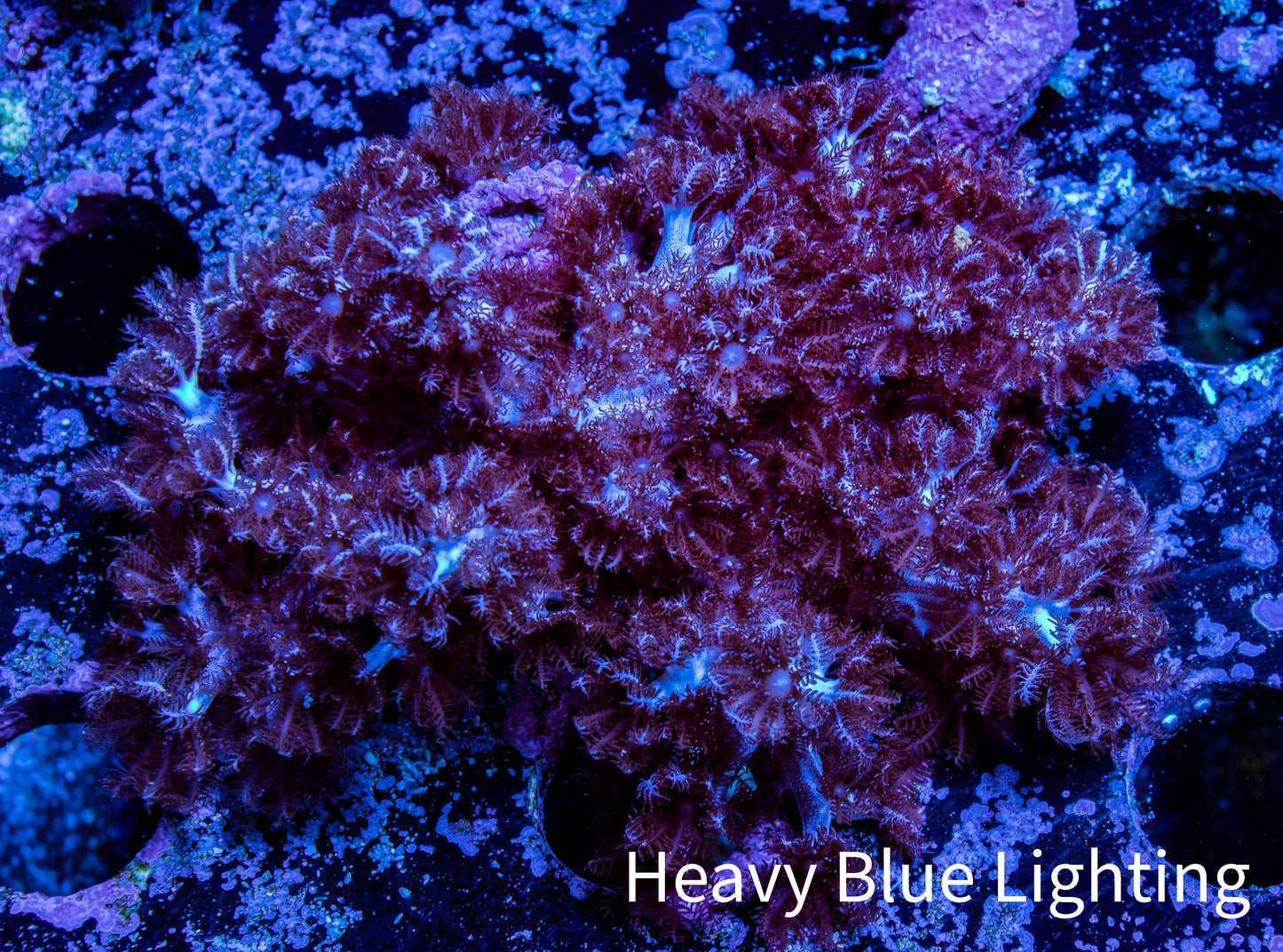 Nepthea - Soft Coral WYSIWYG 5cm Nepthea - Soft Coral WYSIWYG 5cm Soft Coral Nepthea - Soft Coral WYSIWYG 5cm Zeo Box Reef