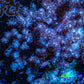 Nepthea - Soft Coral WYSIWYG 6cm Nepthea - Soft Coral WYSIWYG 6cm Soft Coral Nepthea - Soft Coral WYSIWYG 6cm Zeo Box Reef