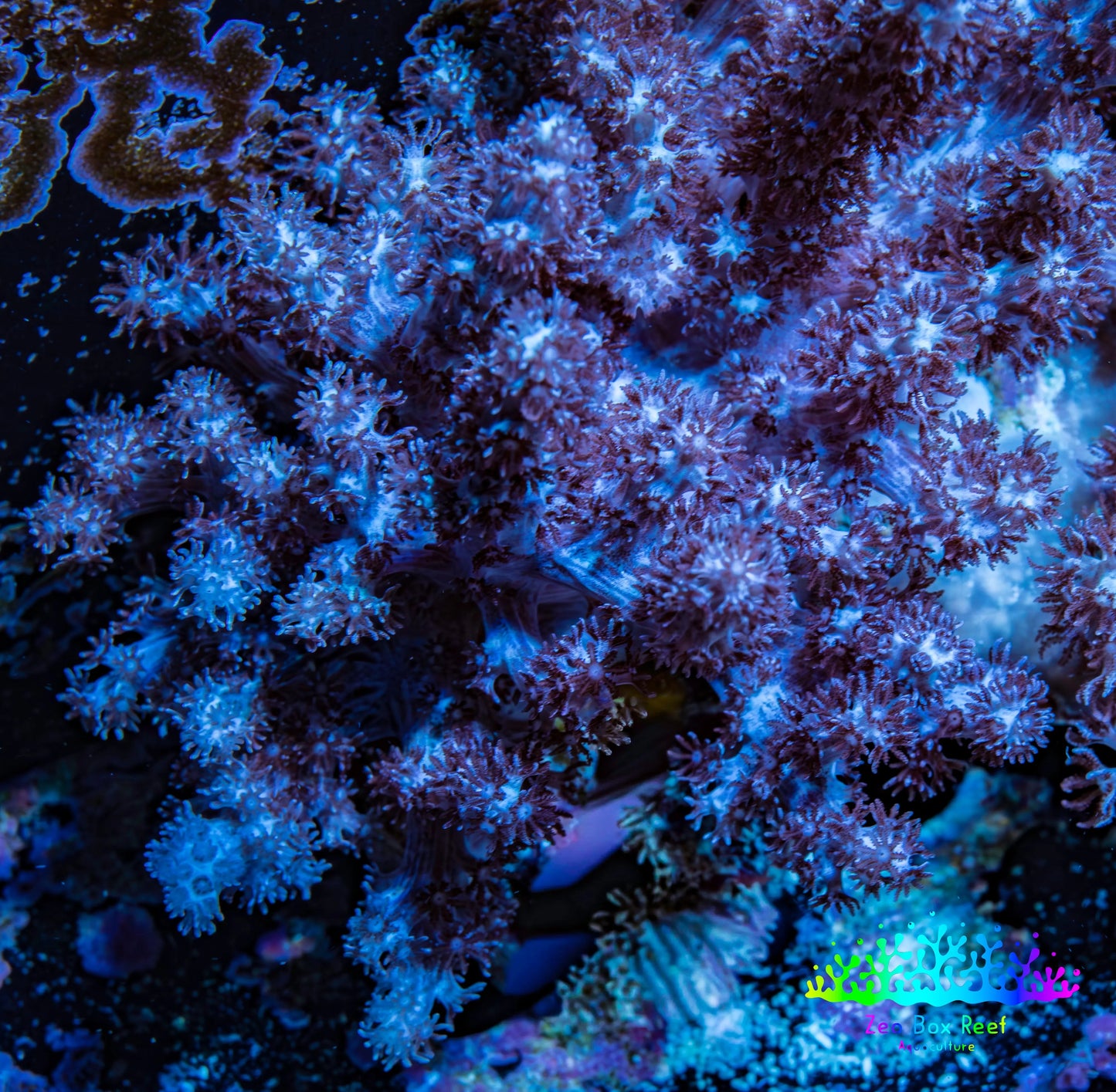 Nepthea - Soft Coral WYSIWYG 6cm Nepthea - Soft Coral WYSIWYG 6cm Soft Coral Nepthea - Soft Coral WYSIWYG 6cm Zeo Box Reef
