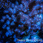 Nepthea - Soft Coral WYSIWYG 6cm Nepthea - Soft Coral WYSIWYG 6cm Soft Coral Nepthea - Soft Coral WYSIWYG 6cm Zeo Box Reef