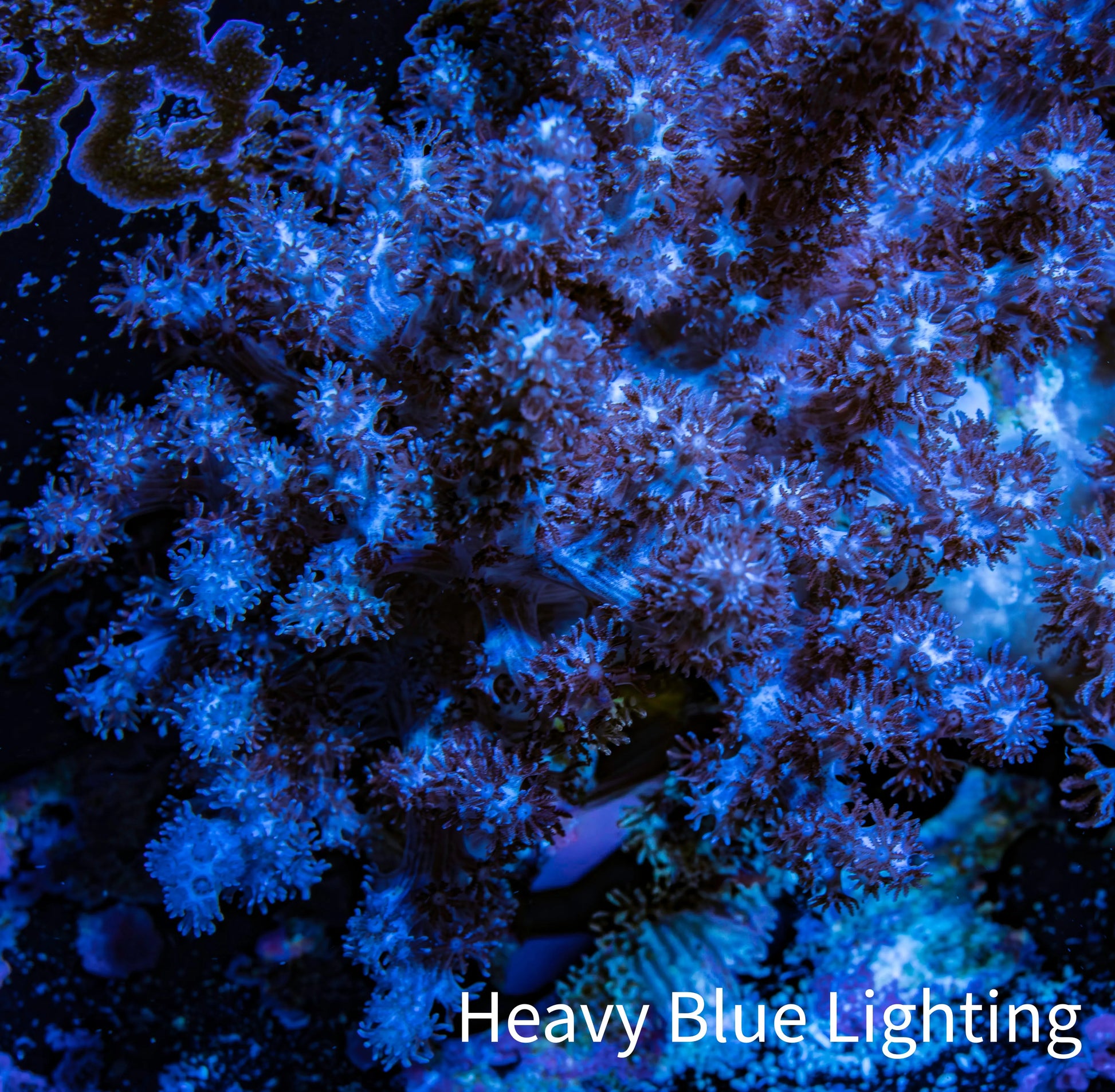 Nepthea - Soft Coral WYSIWYG 6cm Nepthea - Soft Coral WYSIWYG 6cm Soft Coral Nepthea - Soft Coral WYSIWYG 6cm Zeo Box Reef