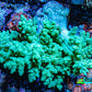 Nepthea - Soft Coral WYSIWYG 8cm Nepthea - Soft Coral WYSIWYG 8cm Soft Coral Nepthea - Soft Coral WYSIWYG 8cm Zeo Box Reef