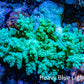 Nepthea - Soft Coral WYSIWYG 8cm Nepthea - Soft Coral WYSIWYG 8cm Soft Coral Nepthea - Soft Coral WYSIWYG 8cm Zeo Box Reef
