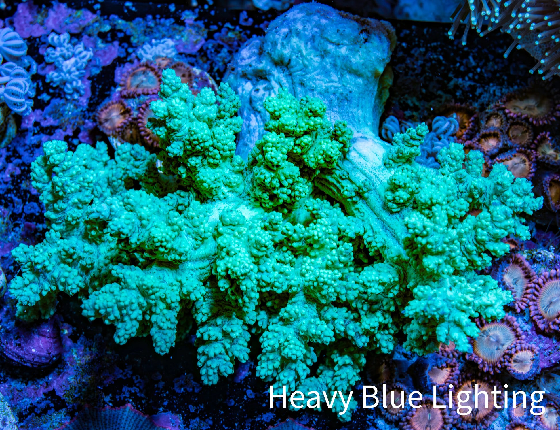 Nepthea - Soft Coral WYSIWYG 8cm Nepthea - Soft Coral WYSIWYG 8cm Soft Coral Nepthea - Soft Coral WYSIWYG 8cm Zeo Box Reef