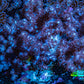 Nepthea - Soft Coral WYSIWYG 8cm Nepthea - Soft Coral WYSIWYG 8cm Soft Coral Nepthea - Soft Coral WYSIWYG 8cm Zeo Box Reef