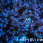 Nepthea - Soft Coral WYSIWYG 8cm Nepthea - Soft Coral WYSIWYG 8cm Soft Coral Nepthea - Soft Coral WYSIWYG 8cm Zeo Box Reef