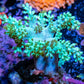 Nepthia - Soft Coral WYSIWYG 6cm Nepthia - Soft Coral WYSIWYG 6cm Soft Coral Nepthia - Soft Coral WYSIWYG 6cm Zeo Box Reef