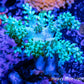 Nepthia - Soft Coral WYSIWYG 6cm Nepthia - Soft Coral WYSIWYG 6cm Soft Coral Nepthia - Soft Coral WYSIWYG 6cm Zeo Box Reef