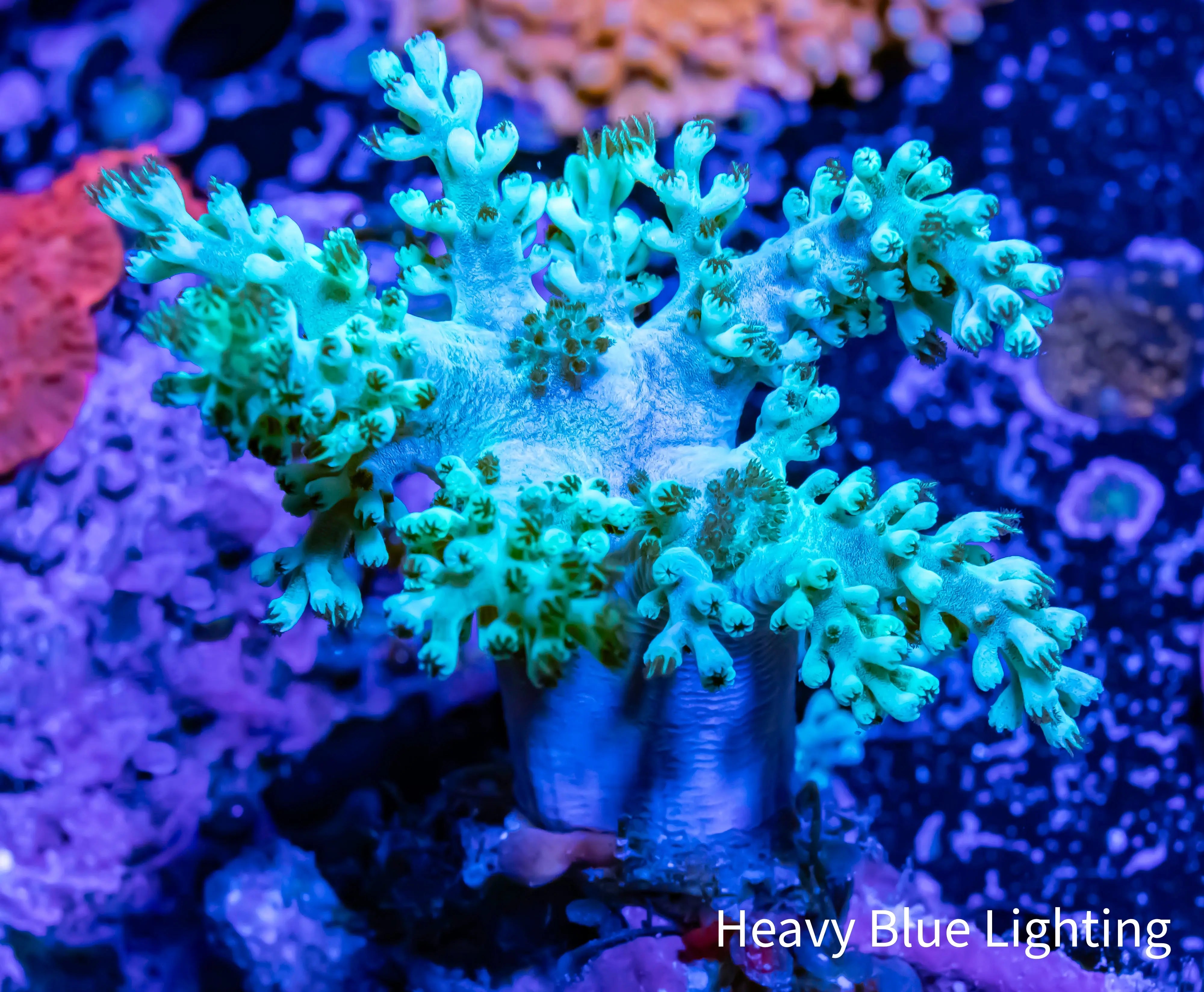 Nephthea Buy Delicate and Beautiful Nephthea Corals Online at Zeo Box Reef ...
