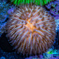 Orange Fungia Coral WYSIWYG 2cm Orange Fungia Coral WYSIWYG 2cm LPS Orange Fungia Coral WYSIWYG 2cm Zeo Box Reef