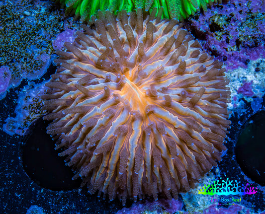 Orange Fungia Coral WYSIWYG 2cm Orange Fungia Coral WYSIWYG 2cm LPS Orange Fungia Coral WYSIWYG 2cm Zeo Box Reef