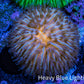 Orange Fungia Coral WYSIWYG 2cm Orange Fungia Coral WYSIWYG 2cm LPS Orange Fungia Coral WYSIWYG 2cm Zeo Box Reef