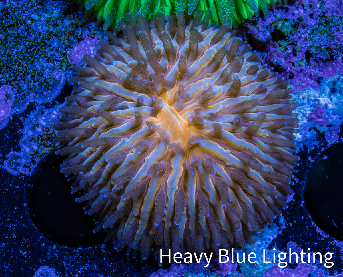 Orange Fungia Coral WYSIWYG 2cm Orange Fungia Coral WYSIWYG 2cm LPS Orange Fungia Coral WYSIWYG 2cm Zeo Box Reef