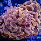 Ultra Gold / Orange Jelly Bean Tip Hammer Coral WYSIWYG 7cm Ultra Gold / Orange Jelly Bean Tip Hammer Coral WYSIWYG 7cm Aquarium Decor Ultra Gold / Orange Jelly Bean Tip Hammer Coral WYSIWYG 7cm Zeo Box Reef