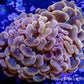 Ultra Gold / Orange Jelly Bean Tip Hammer Coral WYSIWYG 7cm Ultra Gold / Orange Jelly Bean Tip Hammer Coral WYSIWYG 7cm Aquarium Decor Ultra Gold / Orange Jelly Bean Tip Hammer Coral WYSIWYG 7cm Zeo Box Reef