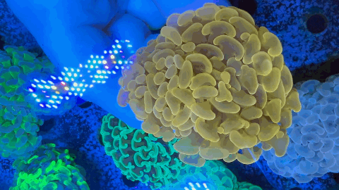 Toxic Orange Hammer coral being held in aquarium and swaying back and forth
