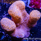 Pavona Coral- - WYSIWYG 8cm Pavona Coral- - WYSIWYG 8cm SPS Pavona Coral- - WYSIWYG 8cm Zeo Box Reef