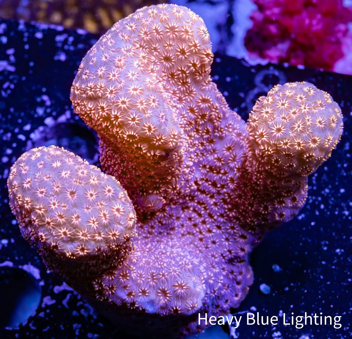 Pavona Coral- - WYSIWYG 8cm Pavona Coral- - WYSIWYG 8cm SPS Pavona Coral- - WYSIWYG 8cm Zeo Box Reef