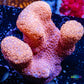 Pavona Coral- - WYSIWYG 8cm Pavona Coral- - WYSIWYG 8cm SPS Pavona Coral- - WYSIWYG 8cm Zeo Box Reef