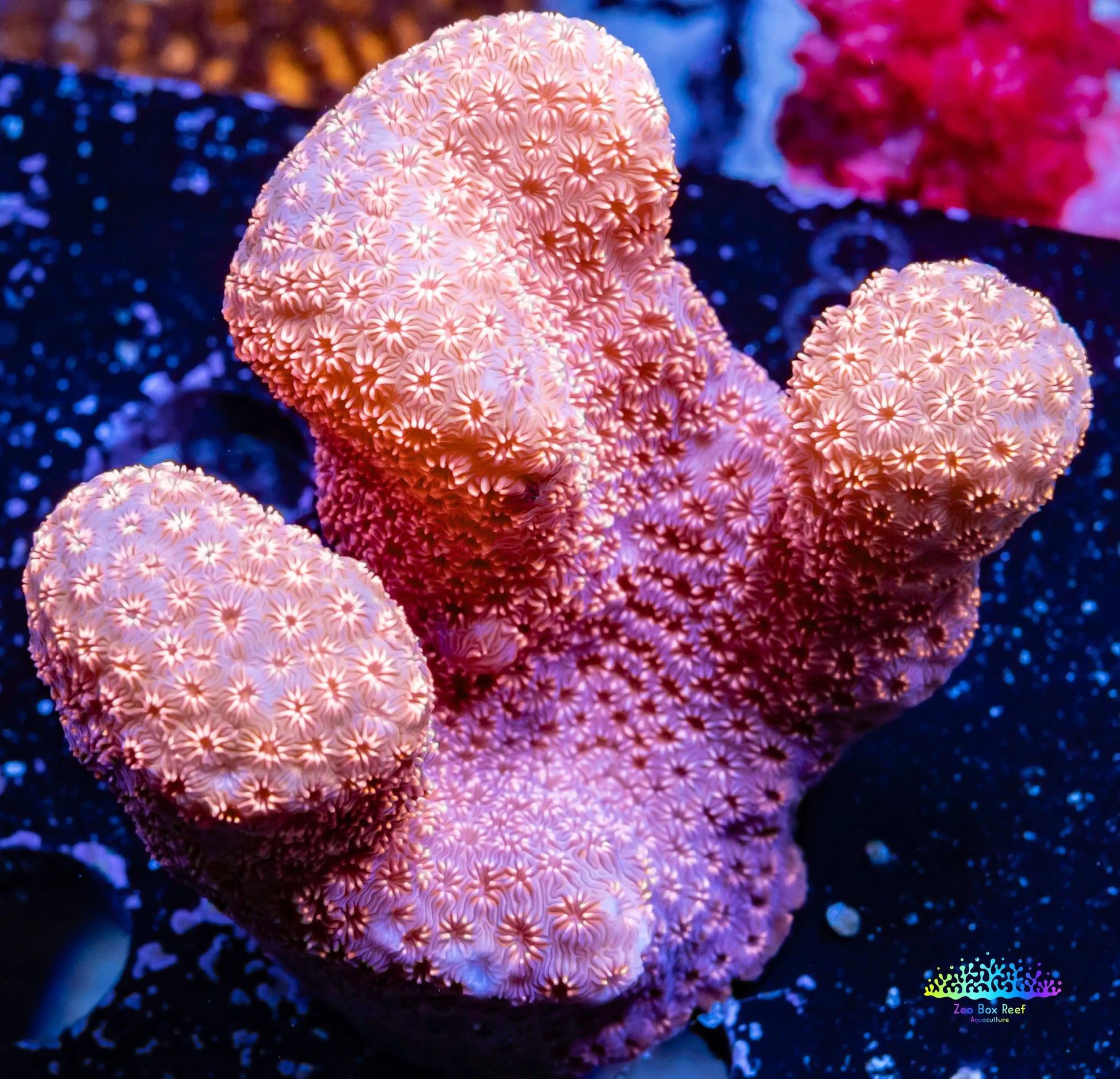 Pavona Coral- - WYSIWYG 8cm Pavona Coral- - WYSIWYG 8cm SPS Pavona Coral- - WYSIWYG 8cm Zeo Box Reef