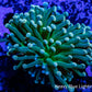 Peach Tip Torch Coral WYSIWYG 6cm Peach Tip Torch Coral WYSIWYG 6cm LPS Peach Tip Torch Coral WYSIWYG 6cm Zeo Box Reef
