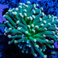 Peach Tip Torch Coral WYSIWYG 6cm Peach Tip Torch Coral WYSIWYG 6cm LPS Peach Tip Torch Coral WYSIWYG 6cm Zeo Box Reef