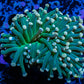 Peach Tip Torch Coral WYSIWYG 6cm Peach Tip Torch Coral WYSIWYG 6cm LPS Peach Tip Torch Coral WYSIWYG 6cm Zeo Box Reef