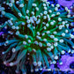 Peach Tip Torch Coral WYSIWYG 6cm Peach Tip Torch Coral WYSIWYG 6cm LPS Peach Tip Torch Coral WYSIWYG 6cm Zeo Box Reef