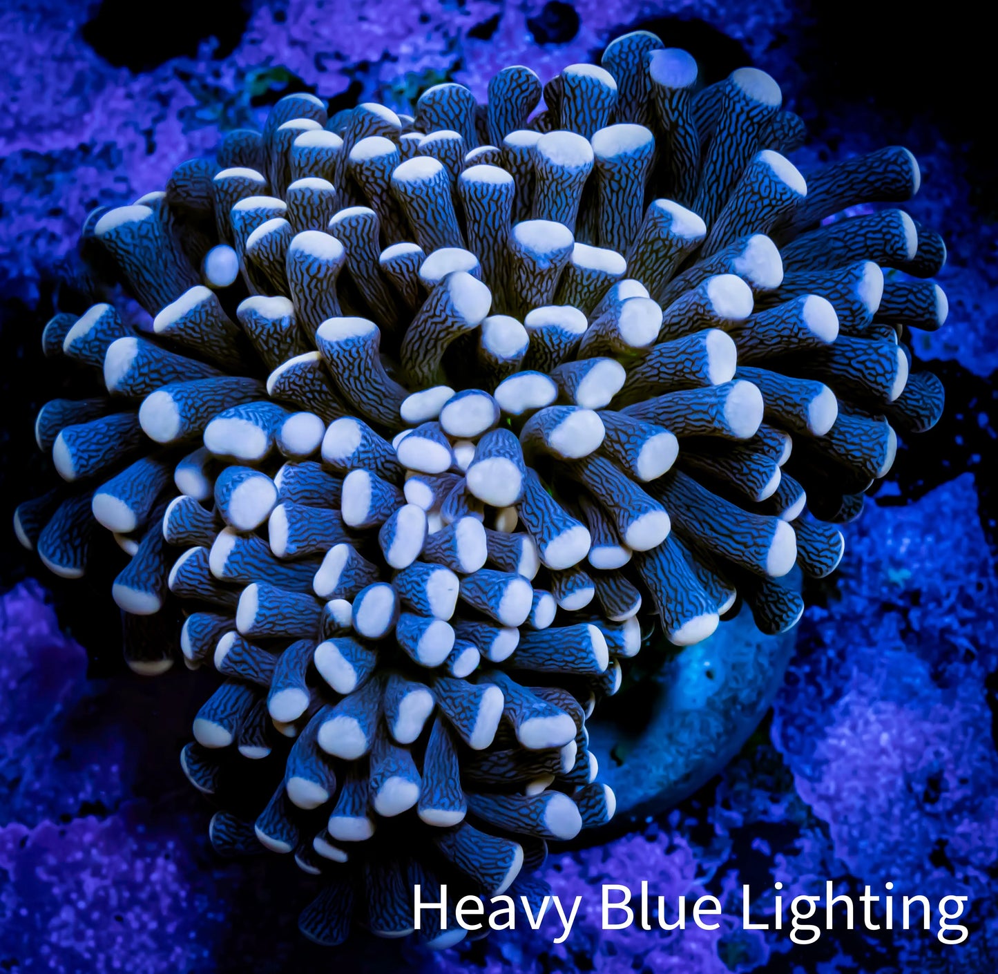 Peach Tip Torch Coral cm WYSIWYG C5R1B1 Peach Tip Torch Coral cm WYSIWYG C5R1B1 LPS Peach Tip Torch Coral cm WYSIWYG C5R1B1 Zeo Box Reef