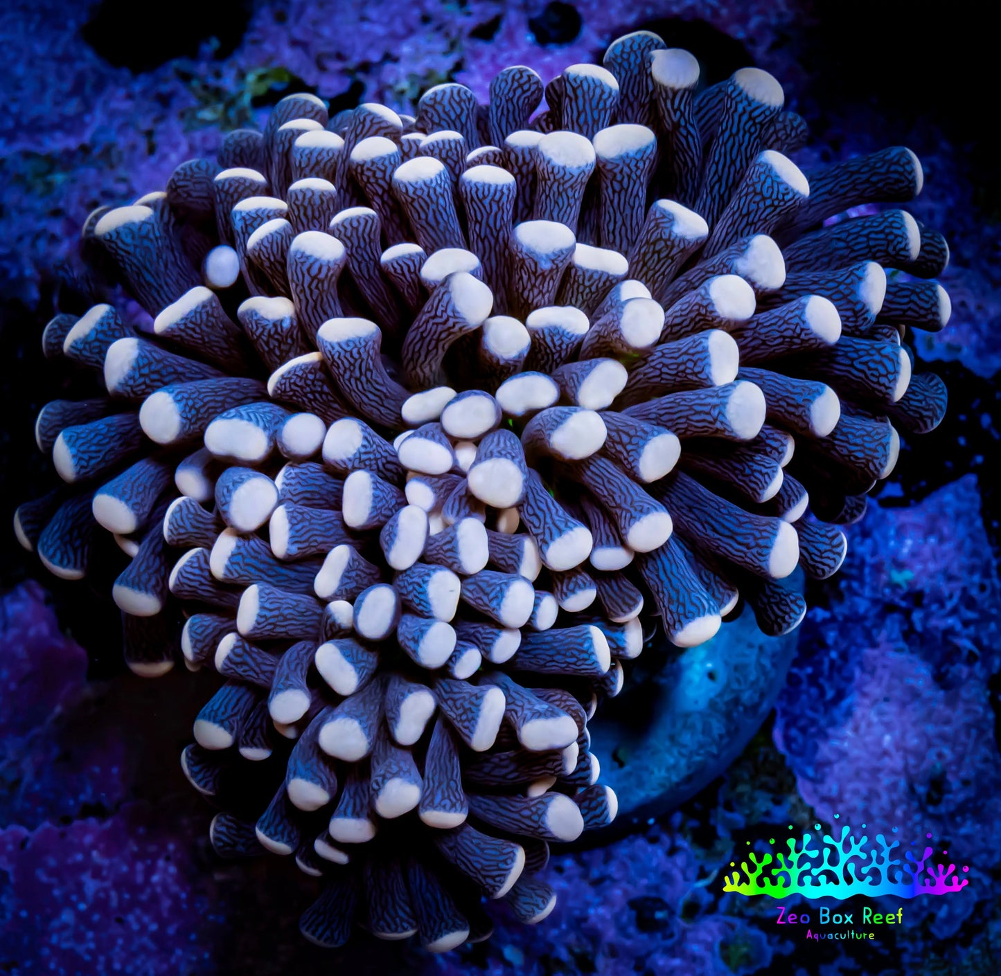 Peach Tip Torch Coral cm WYSIWYG C5R1B1 Peach Tip Torch Coral cm WYSIWYG C5R1B1 LPS Peach Tip Torch Coral cm WYSIWYG C5R1B1 Zeo Box Reef