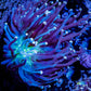 Peach Tip Toxic Green Base Torch Coral 6cm Peach Tip Toxic Green Base Torch Coral 6cm LPS Peach Tip Toxic Green Base Torch Coral 6cm Zeo Box Reef