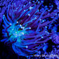 Peach Tip Toxic Green Base Torch Coral 6cm Peach Tip Toxic Green Base Torch Coral 6cm LPS Peach Tip Toxic Green Base Torch Coral 6cm Zeo Box Reef