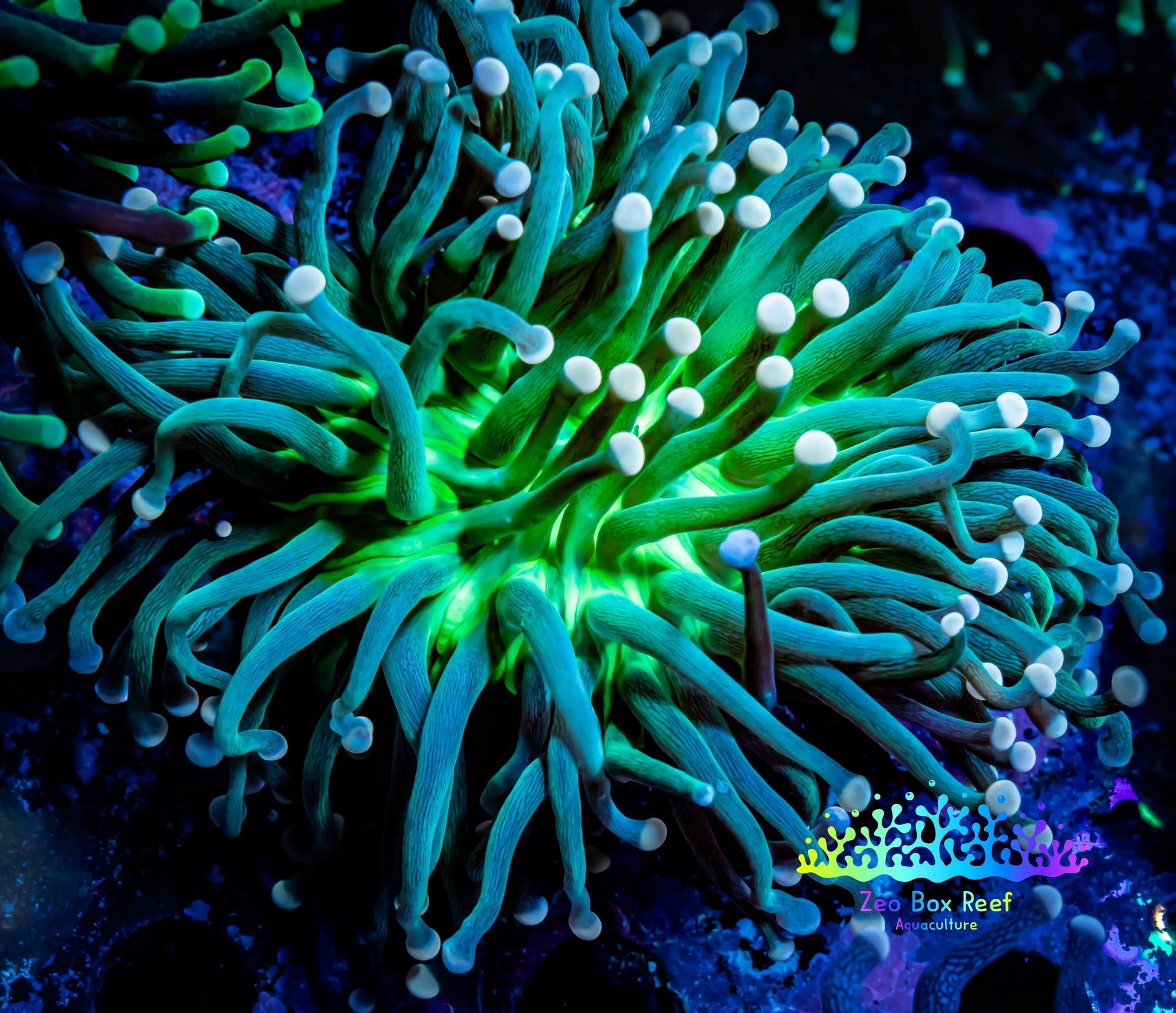 Peach 🍑 Bomb Torch Coral  - Toxic Green Base Peach Tip - WYSIWYG 6cm B1R1B1 (Copy) Peach 🍑 Bomb Torch Coral  - Toxic Green Base Peach Tip - WYSIWYG 6cm B1R1B1 (Copy) LPS Peach 🍑 Bomb Torch Coral  - Toxic Green Base Peach Tip - WYSIWYG 6cm B1R1B1 (Copy) Zeo Box Reef