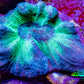 Pectinia Coral Frag WYSIWYG Pectinia Coral Frag WYSIWYG LPS Coral Pectinia Coral Frag WYSIWYG Zeo Box Reef