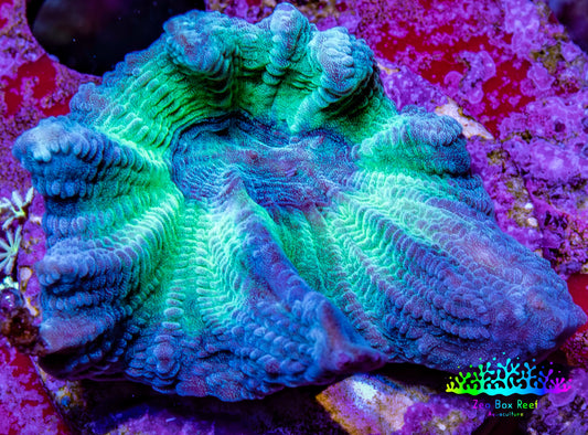 Pectinia Coral Frag WYSIWYG Pectinia Coral Frag WYSIWYG LPS Coral Pectinia Coral Frag WYSIWYG Zeo Box Reef
