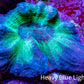 Pectinia Coral Frag WYSIWYG Pectinia Coral Frag WYSIWYG LPS Coral Pectinia Coral Frag WYSIWYG Zeo Box Reef
