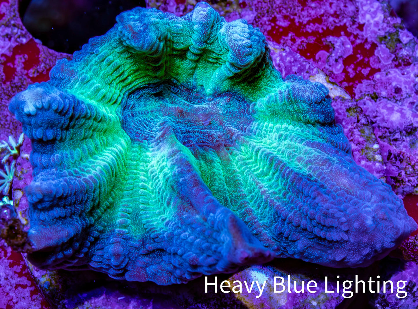 Pectinia Coral Frag WYSIWYG Pectinia Coral Frag WYSIWYG LPS Coral Pectinia Coral Frag WYSIWYG Zeo Box Reef