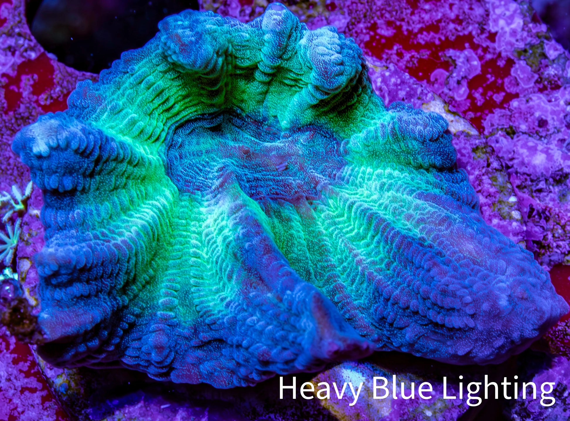 Pectinia Coral Frag WYSIWYG Pectinia Coral Frag WYSIWYG LPS Coral Pectinia Coral Frag WYSIWYG Zeo Box Reef