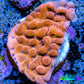 Phoenix Montipora Frag Phoenix Montipora Frag SPS Phoenix Montipora Frag Zeo Box Reef