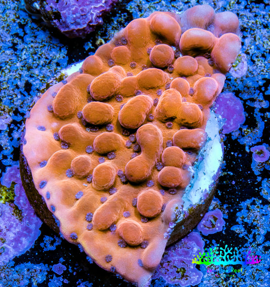 Phoenix Montipora Frag Phoenix Montipora Frag SPS Phoenix Montipora Frag Zeo Box Reef