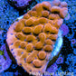 Phoenix Montipora Frag Phoenix Montipora Frag SPS Phoenix Montipora Frag Zeo Box Reef