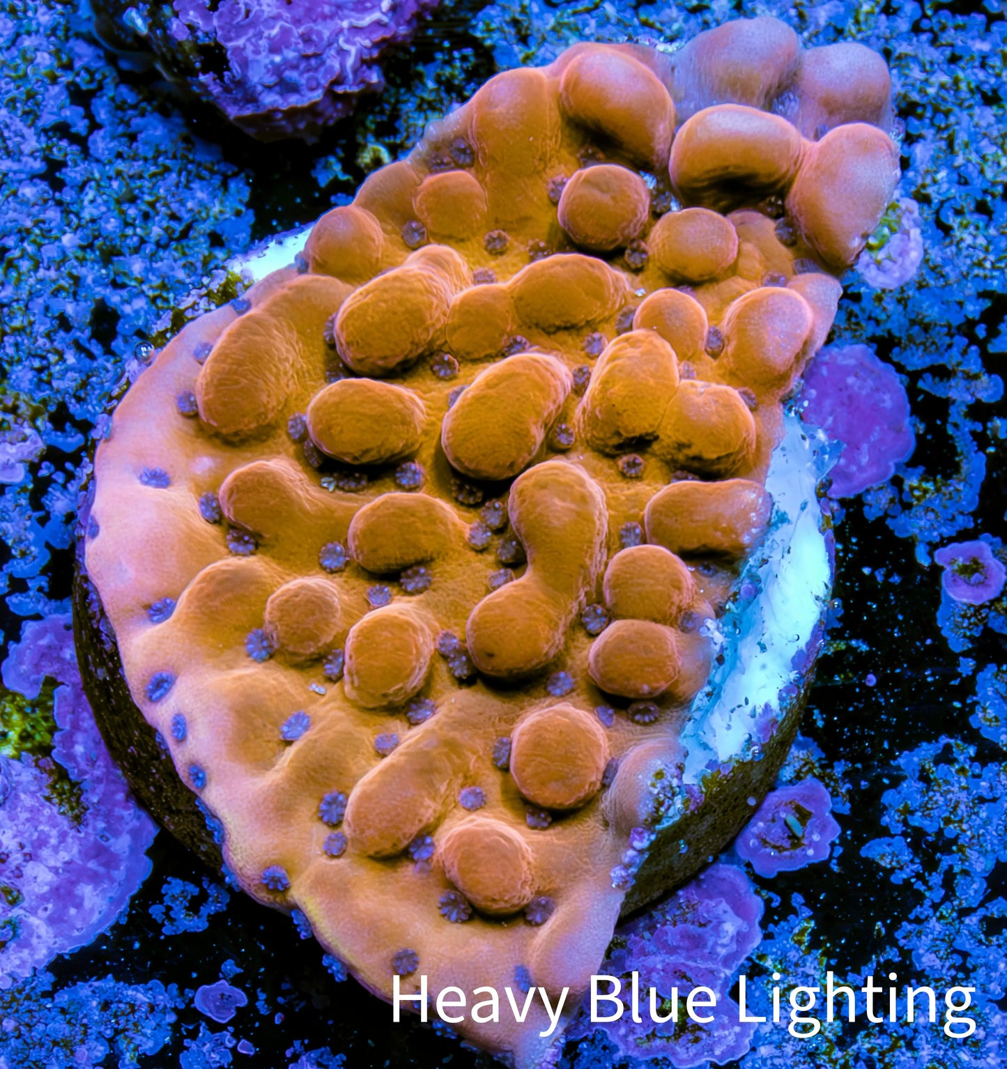 Phoenix Montipora Frag Phoenix Montipora Frag SPS Phoenix Montipora Frag Zeo Box Reef