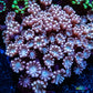Pink Alveapora Coral -  Frag Pink Alveapora Coral -  Frag Animals & Pet Supplies Pink Alveapora Coral -  Frag Zeo Box Reef