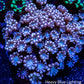 Pink Alveapora Coral -  Frag Pink Alveapora Coral -  Frag Animals & Pet Supplies Pink Alveapora Coral -  Frag Zeo Box Reef