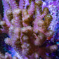 Pink Finger Leather Coral WYSIWYG 10cm Pink Finger Leather Coral WYSIWYG 10cm Soft Coral Pink Finger Leather Coral WYSIWYG 10cm Zeo Box Reef