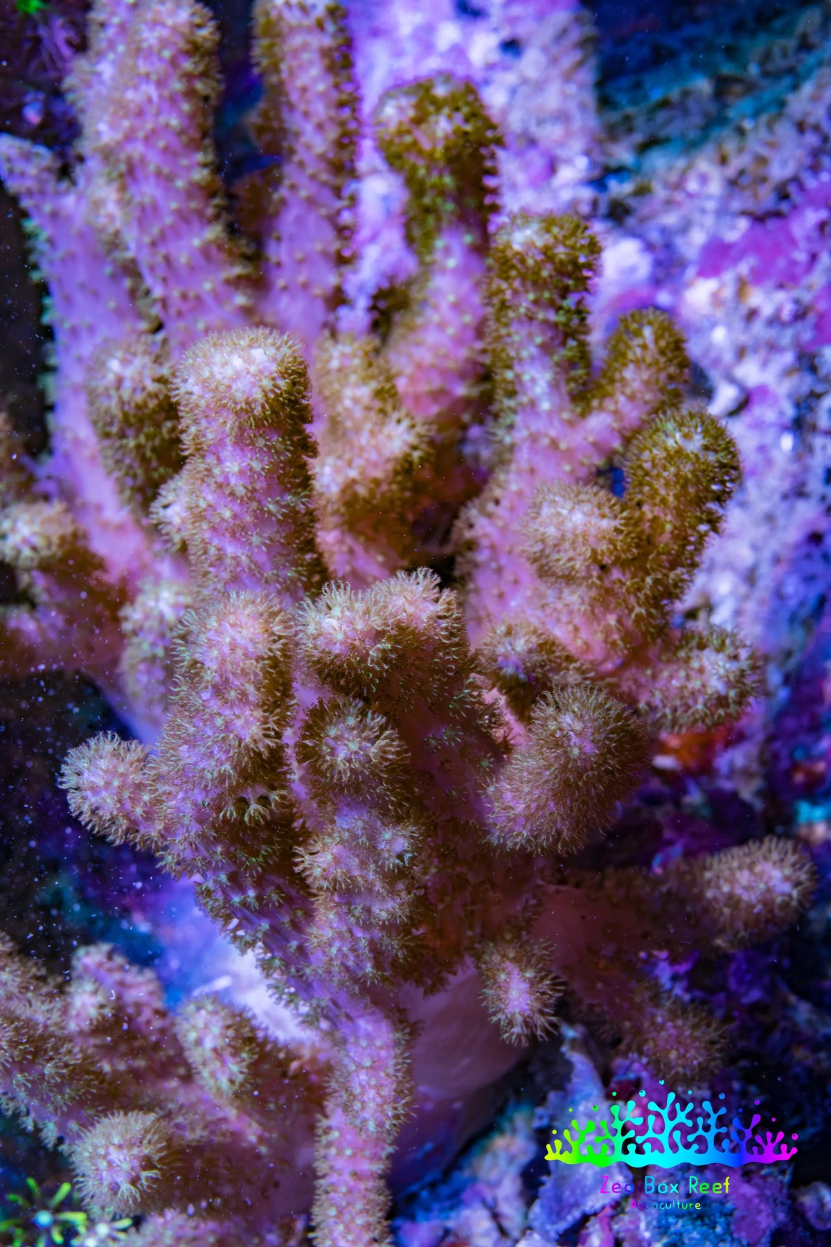 Pink Finger Leather Coral WYSIWYG 10cm Pink Finger Leather Coral WYSIWYG 10cm Soft Coral Pink Finger Leather Coral WYSIWYG 10cm Zeo Box Reef