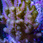 Pink Finger Leather Coral WYSIWYG 10cm Pink Finger Leather Coral WYSIWYG 10cm Soft Coral Pink Finger Leather Coral WYSIWYG 10cm Zeo Box Reef