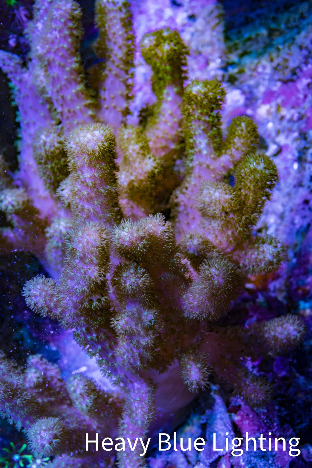 Pink Finger Leather Coral WYSIWYG 10cm Pink Finger Leather Coral WYSIWYG 10cm Soft Coral Pink Finger Leather Coral WYSIWYG 10cm Zeo Box Reef