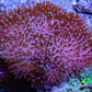 Pink Long Polyp Leather Coral WYSIWYG 8cm Pink Long Polyp Leather Coral WYSIWYG 8cm Soft Coral Pink Long Polyp Leather Coral WYSIWYG 8cm Zeo Box Reef